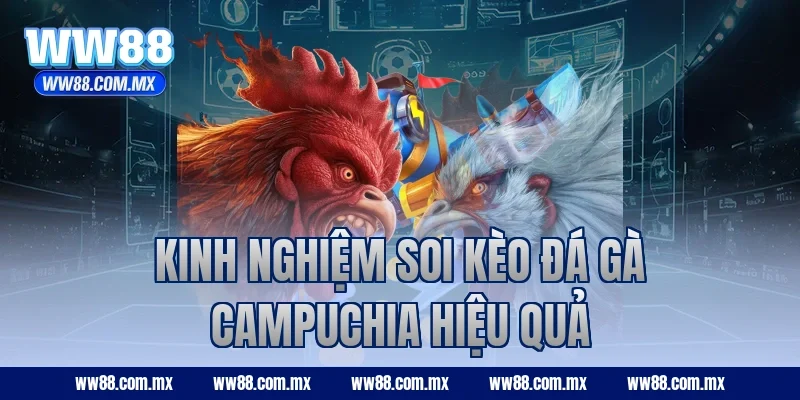 Kinh nghiệm soi kèo đá gà campuchia hiệu quả