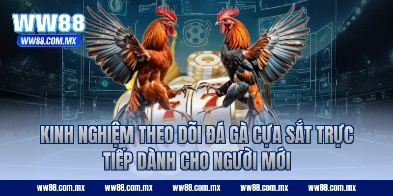 Kinh nghiệm theo dõi đá gà cựa sắt trực tiếp dành cho người mới